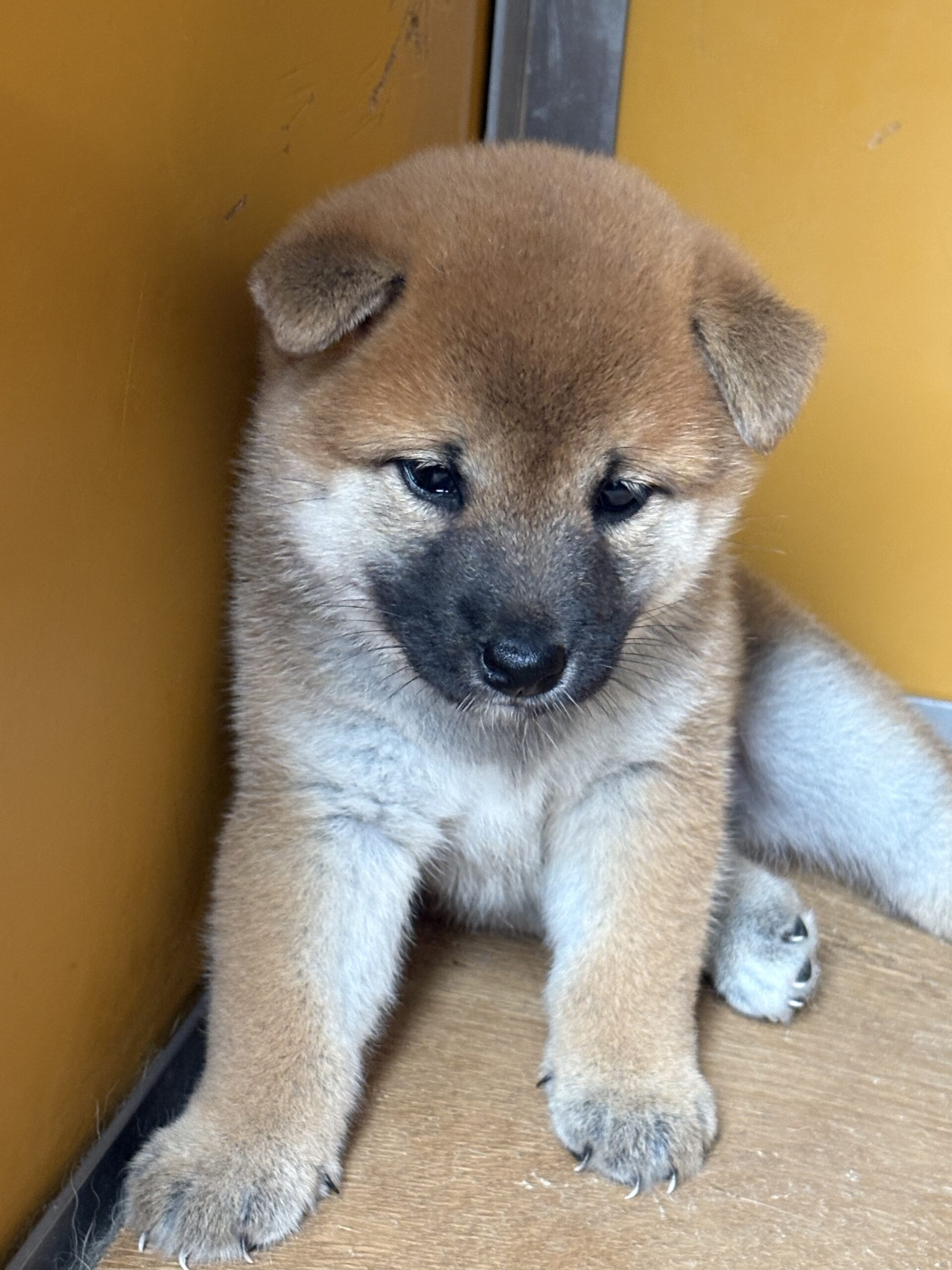 雌　子犬　紹介
